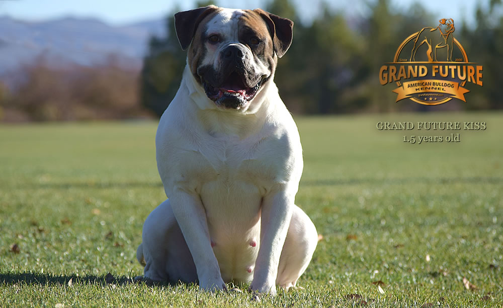 American Bulldog - Grand Future Kiss - 1.5 years old