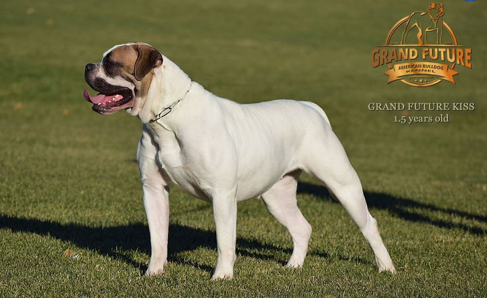 American Bulldog - Grand Future Kiss - 1.5 years old