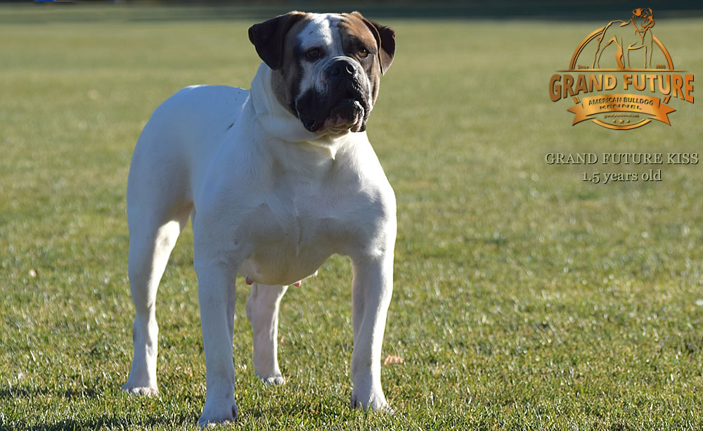 American Bulldog - Grand Future Kiss - 1.5 years old