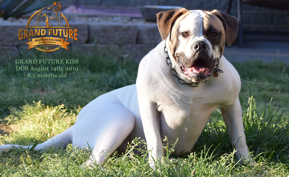 American Bulldog - GRAND FUTURE KISS