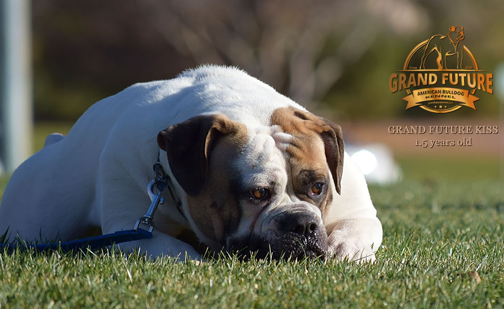 American Bulldog - Grand Future Kiss - 1.5 years old