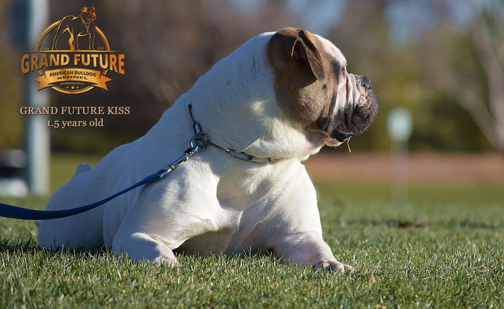 American Bulldog - Grand Future Kiss - 1.5 years old