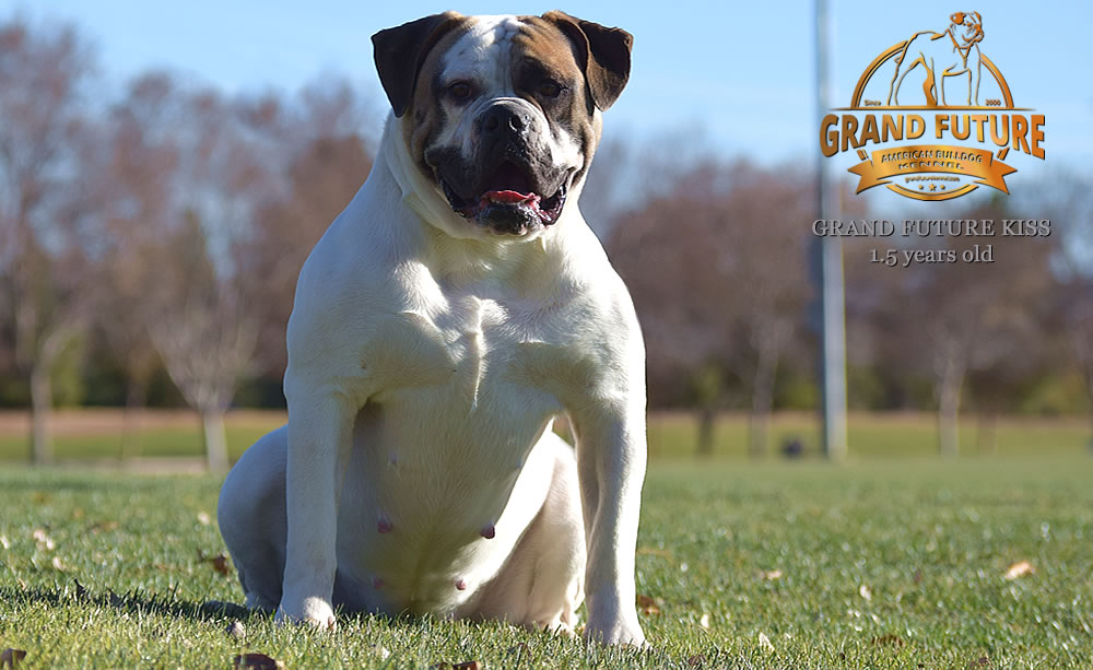 American Bulldog - Grand Future Kiss - 1.5 years old