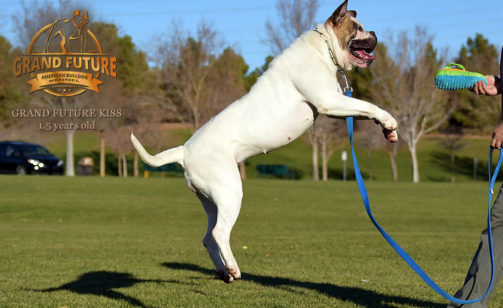 American Bulldog - Grand Future Kiss - 1.5 years old