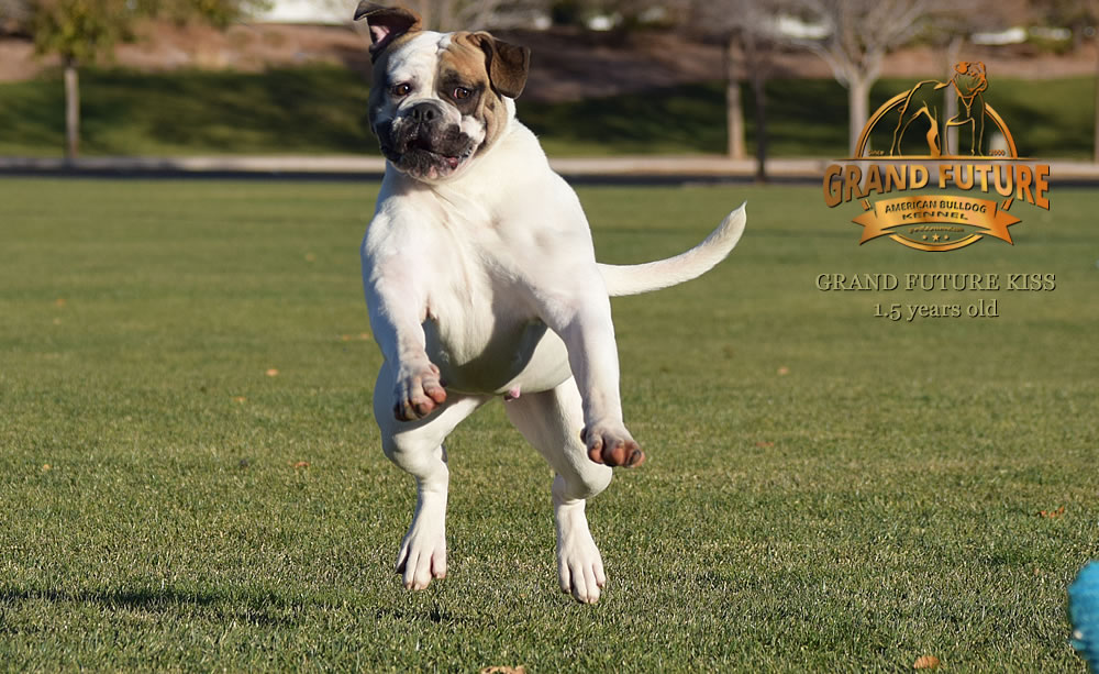 American Bulldog - Grand Future Kiss - 1.5 years old