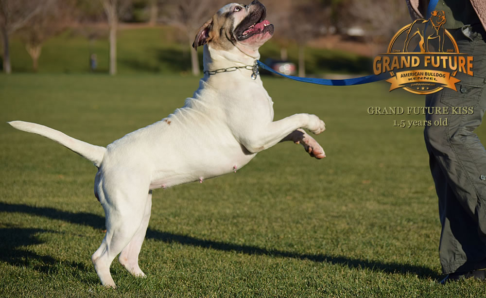 American Bulldog - Grand Future Kiss - 1.5 years old