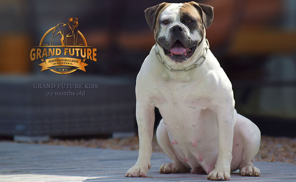 American Bulldog - Grand Future Kiss - 22 months old