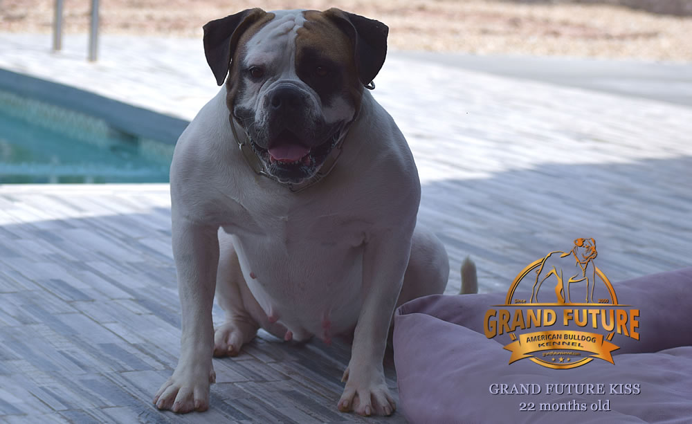 American Bulldog - Grand Future Kiss - 22 months old