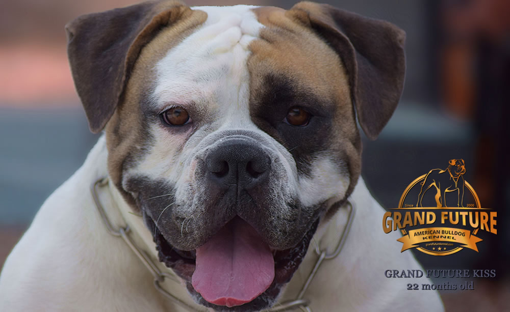 American Bulldog - Grand Future Kiss - 22 months old