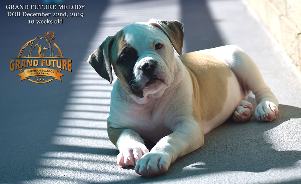 American Bulldog - GRAND FUTURE MELODY