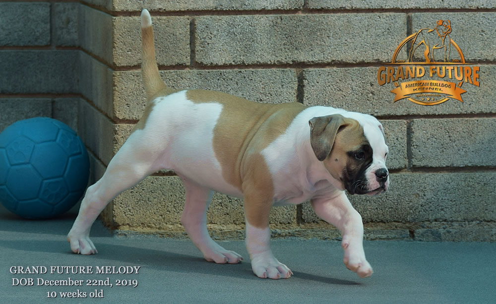 American Bulldog - GRAND FUTURE MELODY