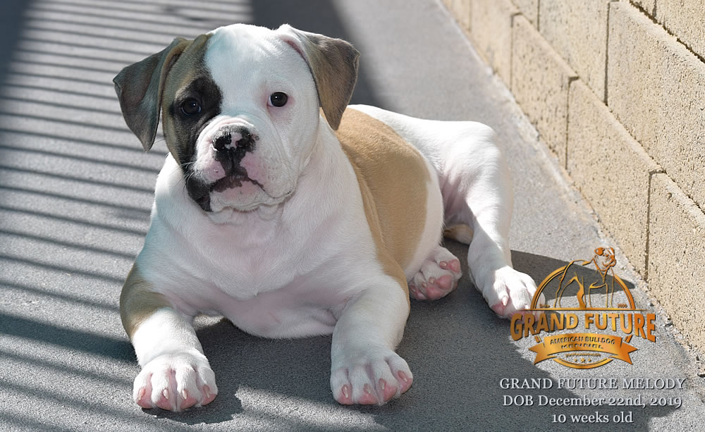 American Bulldog - GRAND FUTURE MELODY