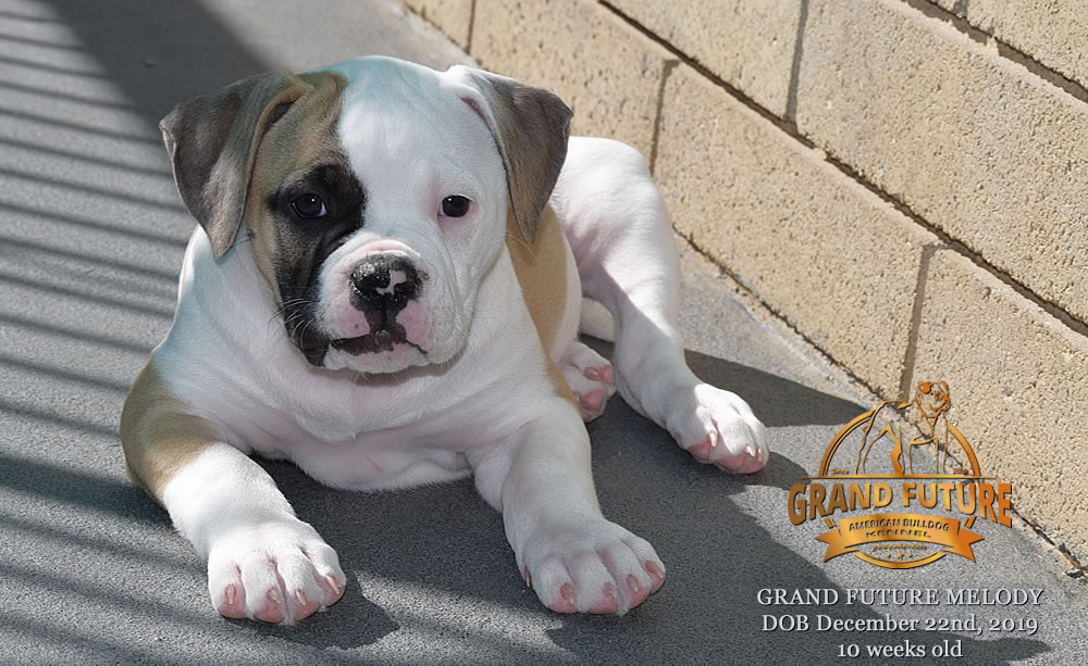 American Bulldog - GRAND FUTURE MELODY