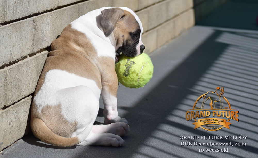 American Bulldog - GRAND FUTURE MELODY