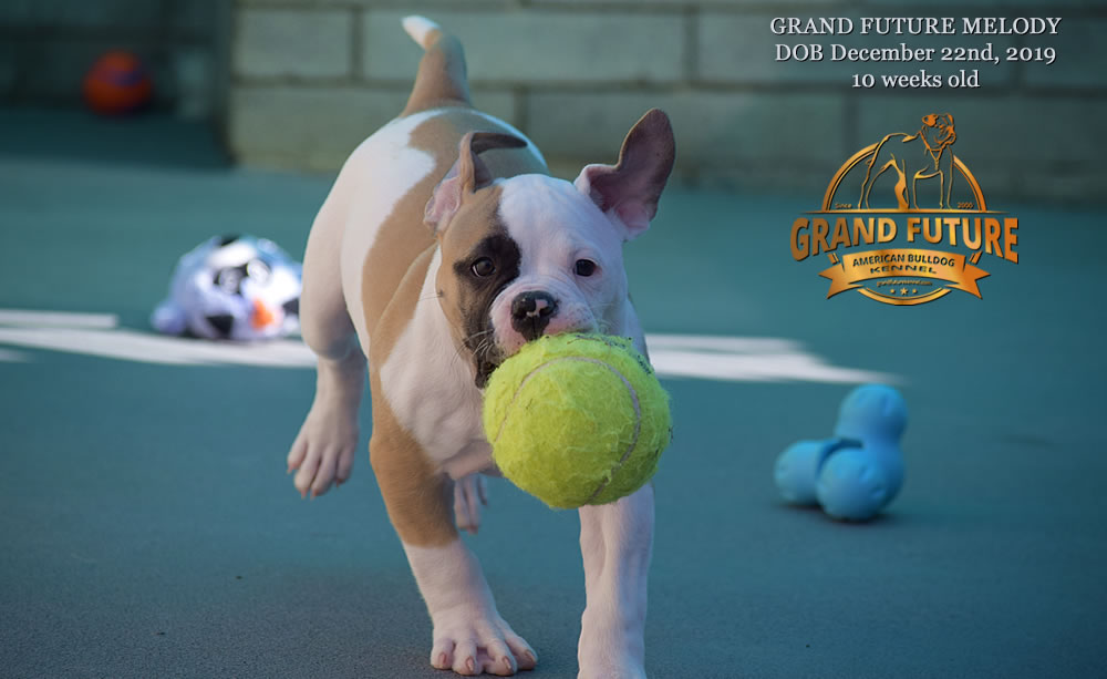 American Bulldog - GRAND FUTURE MELODY