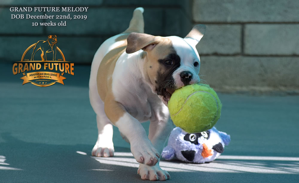 American Bulldog - GRAND FUTURE MELODY