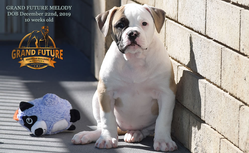 American Bulldog - GRAND FUTURE MELODY