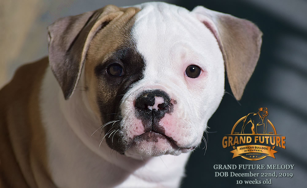 American Bulldog - GRAND FUTURE MELODY