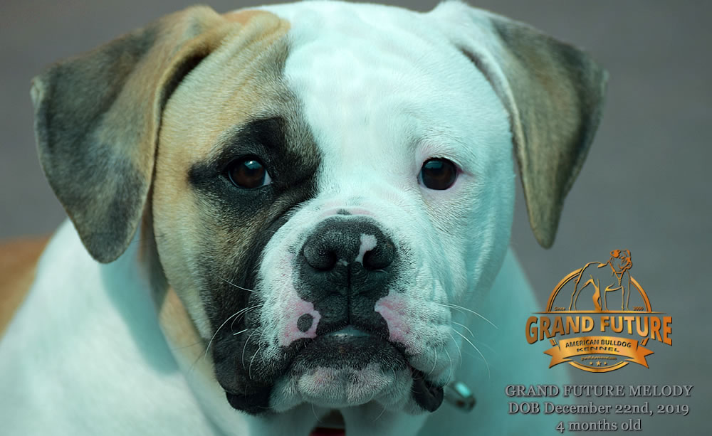 American Bulldog - GRAND FUTURE MELODY