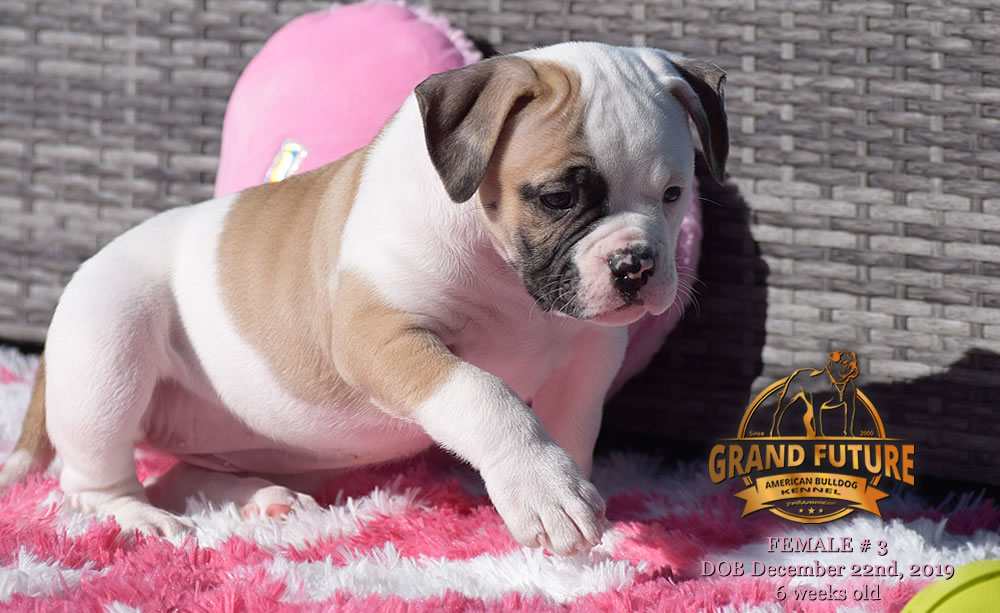 American Bulldog - GRAND FUTURE MELODY