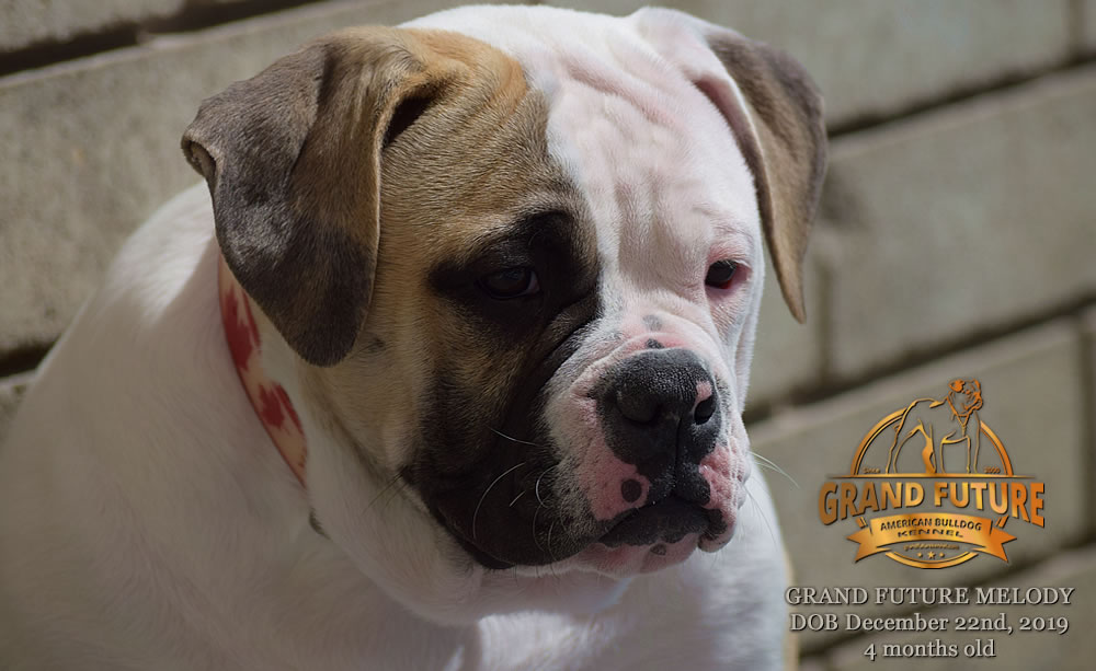 American Bulldog - GRAND FUTURE MELODY