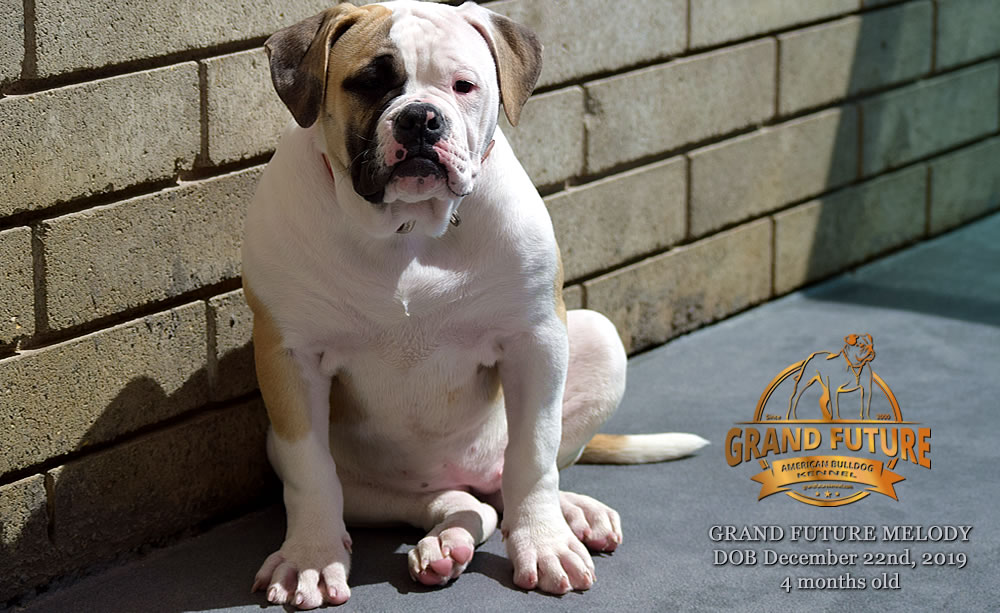 American Bulldog - GRAND FUTURE MELODY