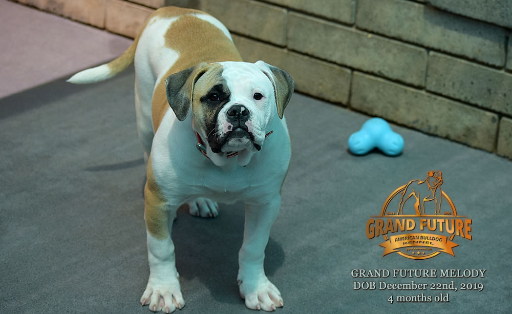 American Bulldog - GRAND FUTURE MELODY