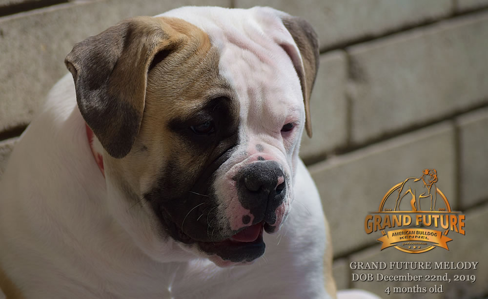 American Bulldog - GRAND FUTURE MELODY