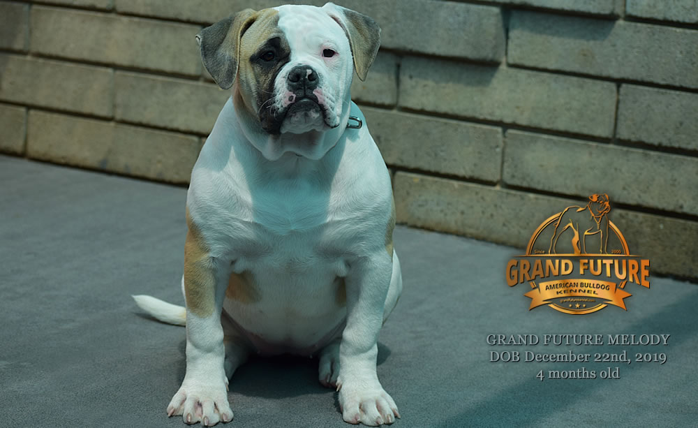 American Bulldog - GRAND FUTURE MELODY