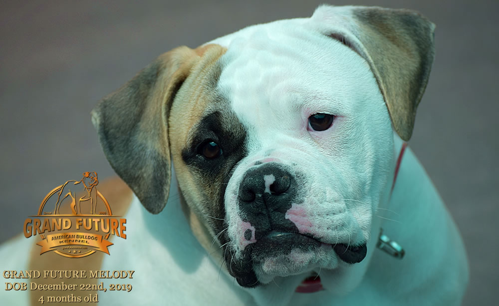 American Bulldog - GRAND FUTURE MELODY