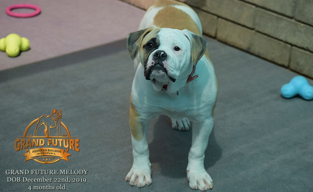 American Bulldog - GRAND FUTURE MELODY