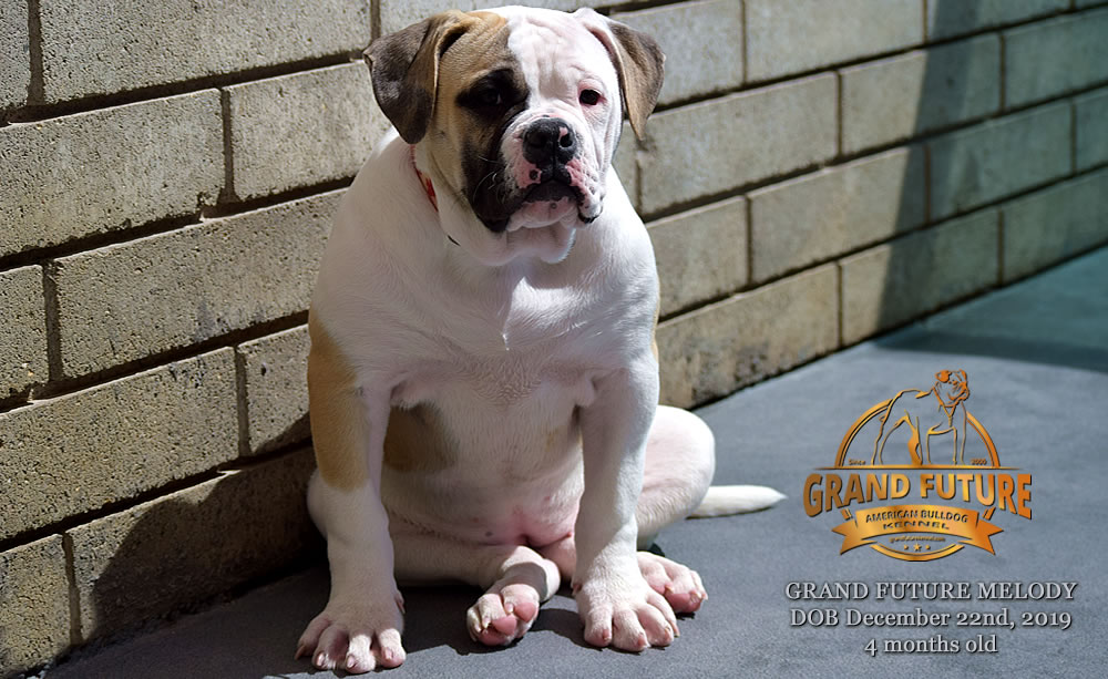 American Bulldog - GRAND FUTURE MELODY