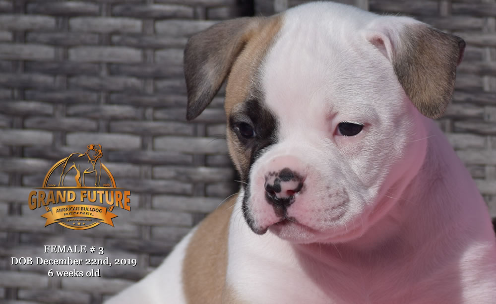 American Bulldog - GRAND FUTURE MELODY