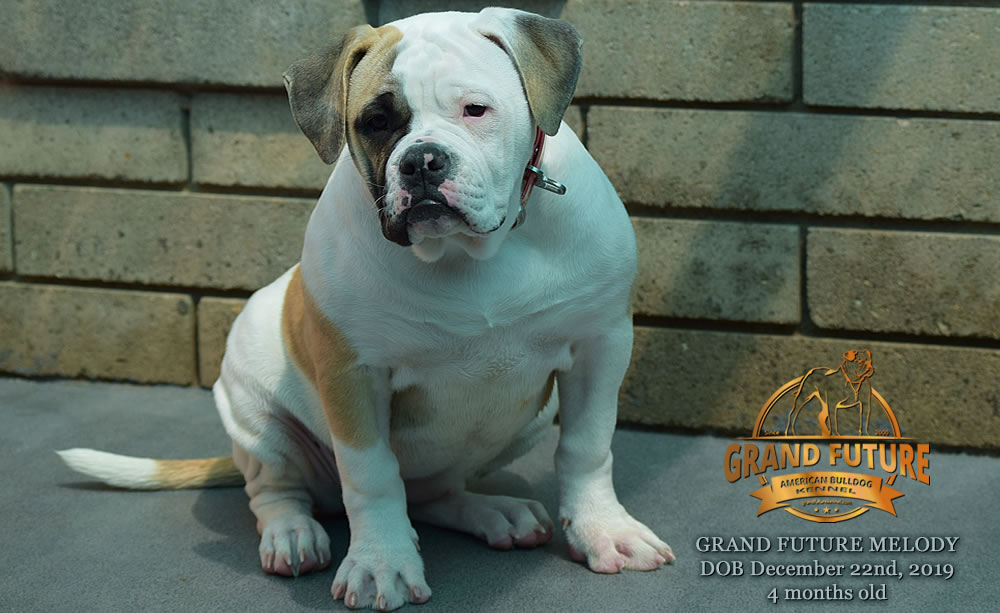 American Bulldog - GRAND FUTURE MELODY