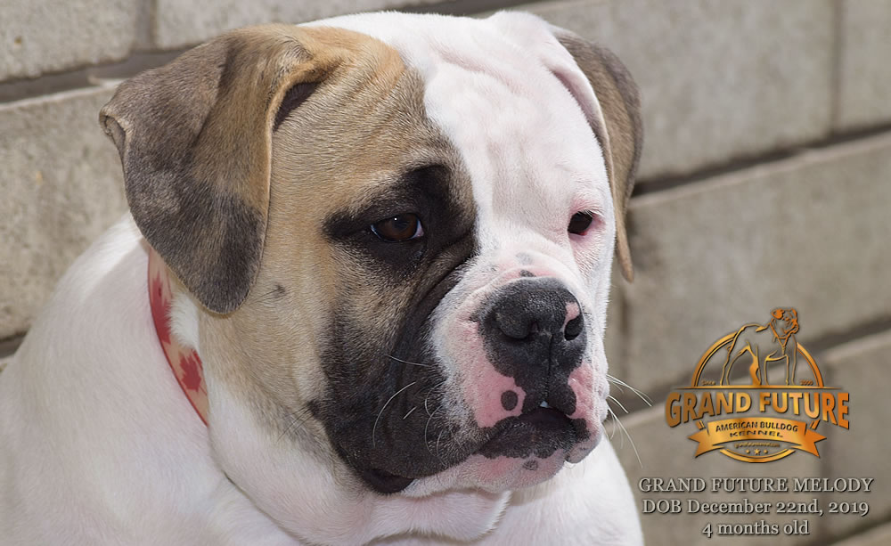 American Bulldog - GRAND FUTURE MELODY