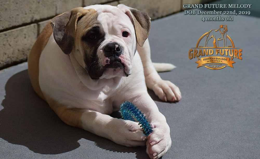 American Bulldog - GRAND FUTURE MELODY