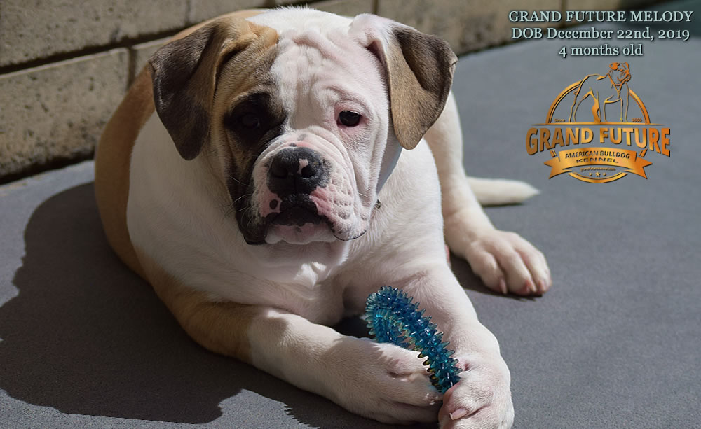 American Bulldog - GRAND FUTURE MELODY