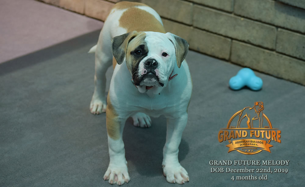 American Bulldog - GRAND FUTURE MELODY