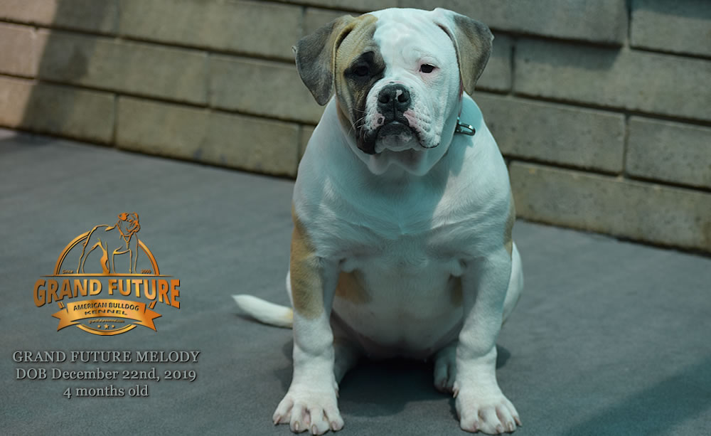 American Bulldog - GRAND FUTURE MELODY