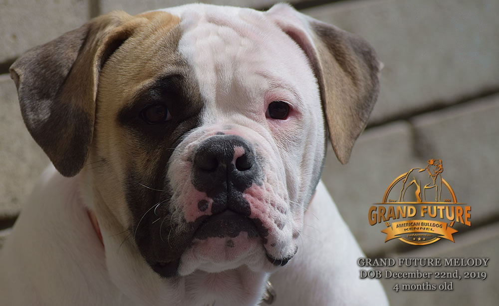 American Bulldog - GRAND FUTURE MELODY