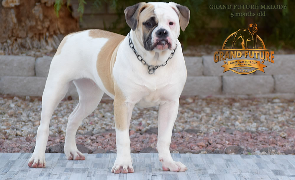 American Bulldog - GRAND FUTURE MELODY