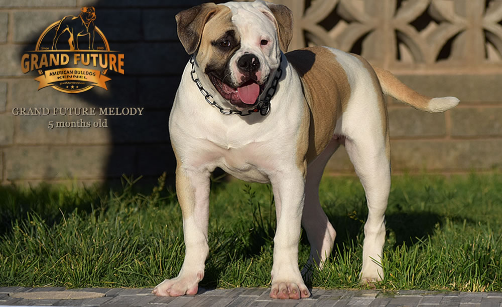 American Bulldog - GRAND FUTURE MELODY