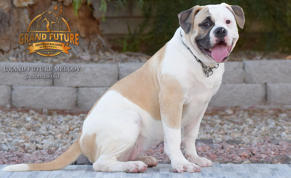 American Bulldog - GRAND FUTURE MELODY