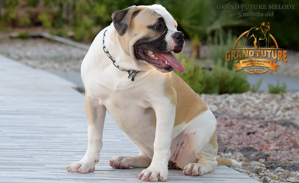 American Bulldog - GRAND FUTURE MELODY