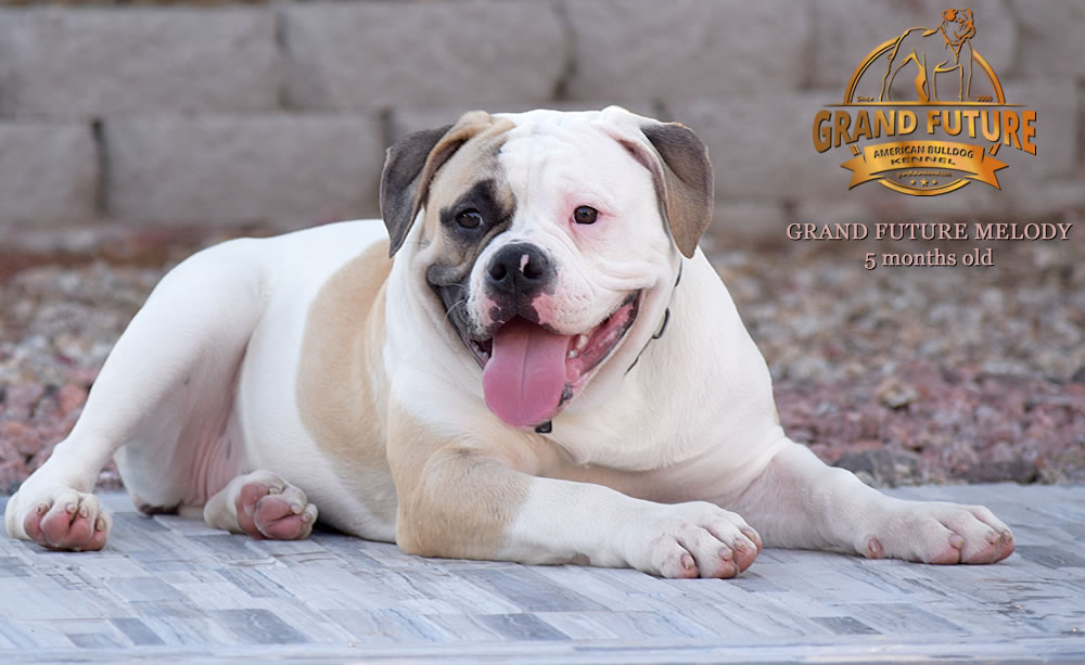 American Bulldog - GRAND FUTURE MELODY