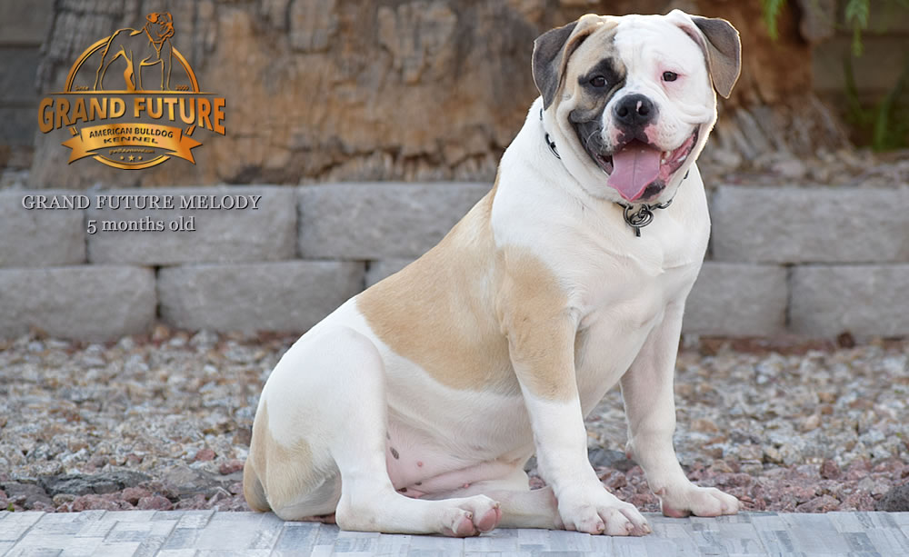 American Bulldog - GRAND FUTURE MELODY