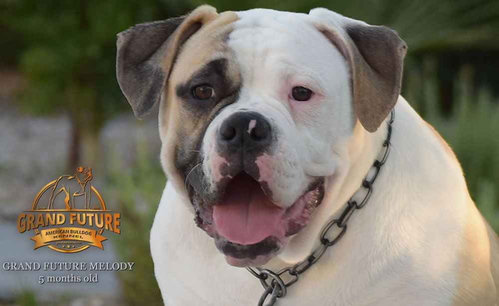 American Bulldog - GRAND FUTURE MELODY