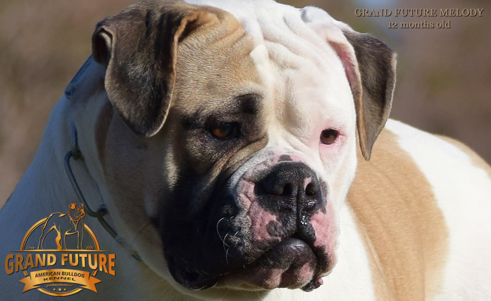 American Bulldog - Grand Future Melody