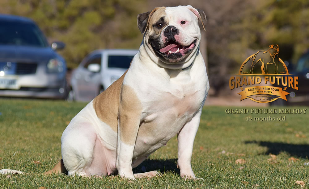 American Bulldog - Grand Future Melody