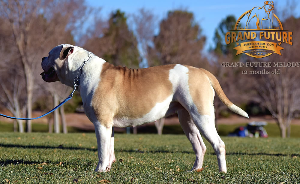 American Bulldog - Grand Future Melody